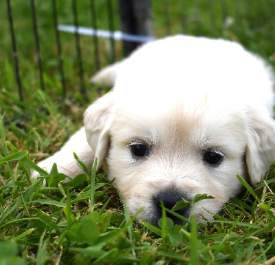 CHIOT 1