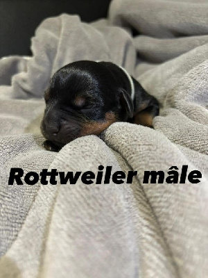 CHIOT 1