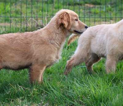 CHIOT 4