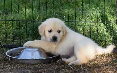 CHIOT 5