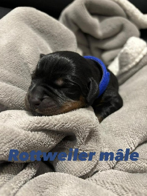 CHIOT 3