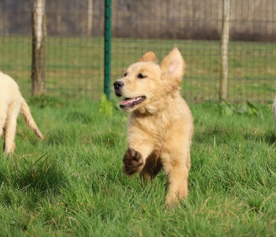 CHIOT 3