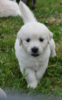 CHIOT 8