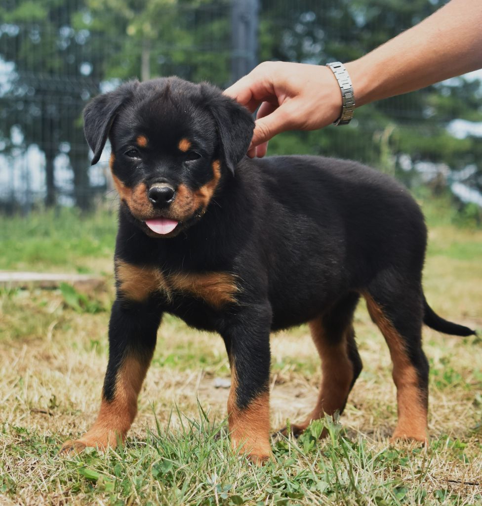 De L'Ange Gardien Ckaina - Chiots disponibles - Rottweiler