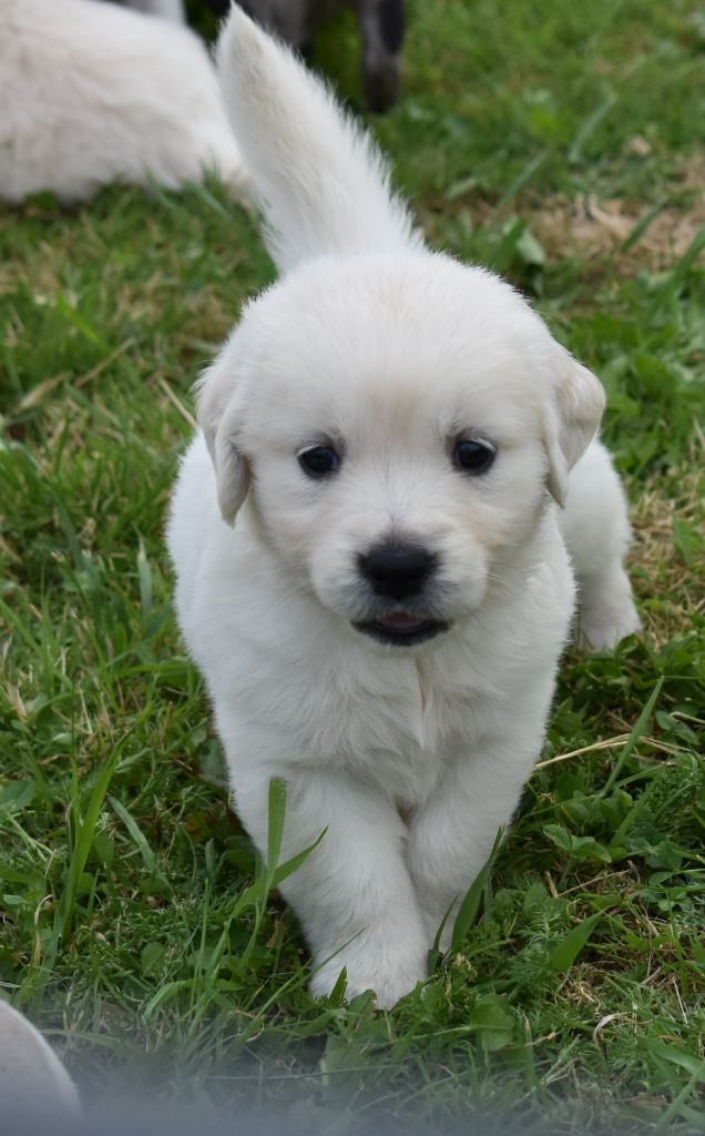 De L'Ange Gardien Ckaina - Chiots disponibles - Golden Retriever