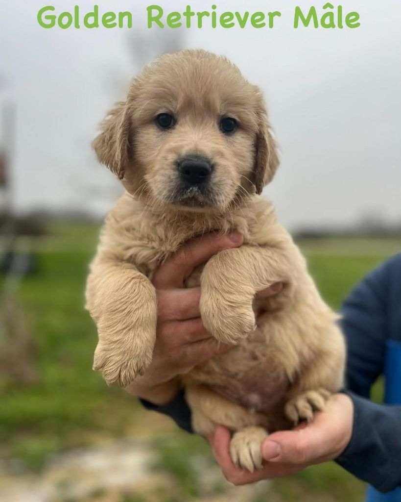 De L'Ange Gardien Ckaina - Chiots disponibles - Golden Retriever