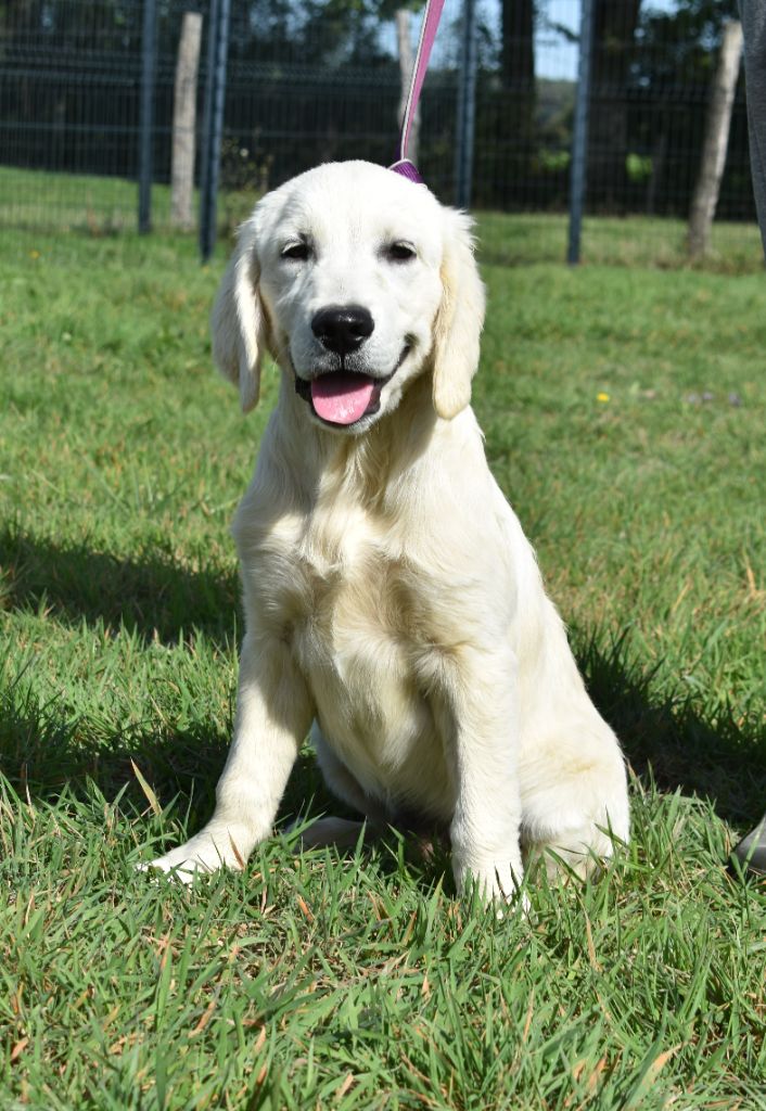 De L'Ange Gardien Ckaina - Chiots disponibles - Golden Retriever