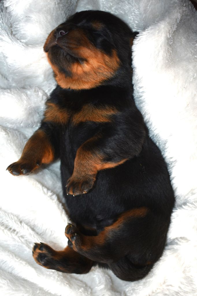 De L'Ange Gardien Ckaina - Chiots disponibles - Rottweiler