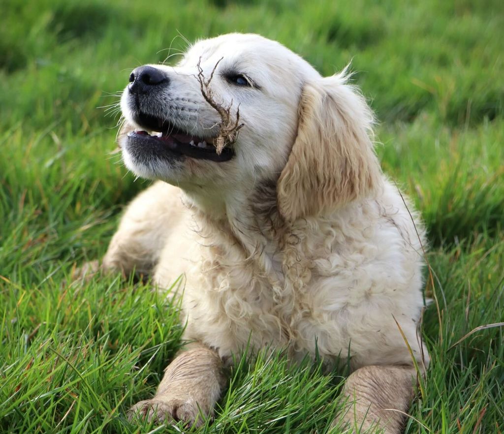 De L'Ange Gardien Ckaina - Chiots disponibles - Golden Retriever