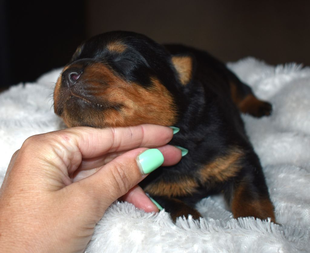 De L'Ange Gardien Ckaina - Chiots disponibles - Rottweiler